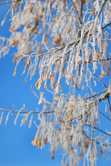beauty of winter