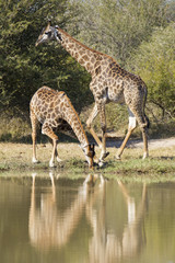 Giraffe drinking water, (Giraffa camelopardalis), South Africa
