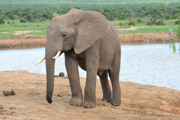 Fototapeta na wymiar Elephant, Addo Elephant National Park, Republika Południowej Afryki