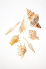 Obraz premium 貝殻