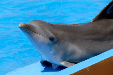 Naklejka premium Dolphin