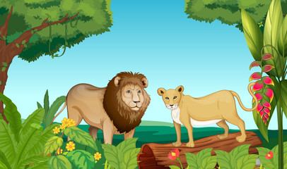 Een tijger en een leeuw