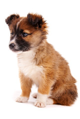 Puppy isolated on white background