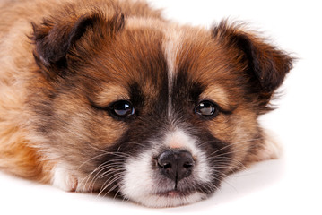 Obraz premium Puppy isolated on white background