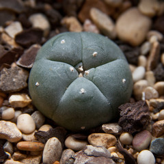 Peyote cactus, or Mescal button. used as a hallucinogen