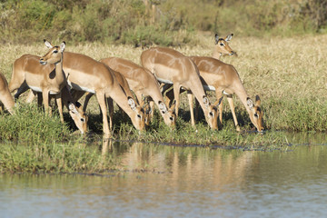 Naklejka na ściany i meble Herd picia Impala, Afryka Południowa