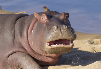 Hippo with mouth open, South Africa