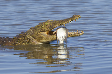 Nile Crocodile (Crocodylus niloticus) eating, South Africa