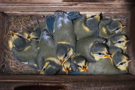 Nest box interior full of birds (Blue tit Parus caeruleus)