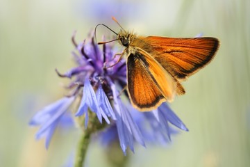 Braunkolbiger Braun-Dickkopffalter / moth © carmenrieb
