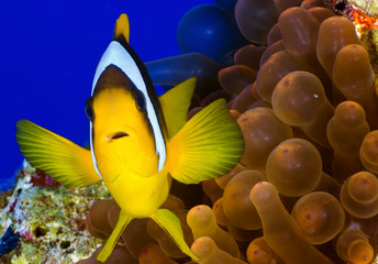 Twoband anemonefish on the background of anemone.