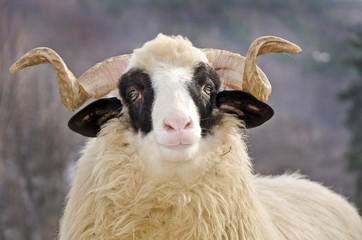 close up of a domestic ram head