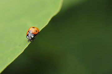 Fototapeta premium am rand / on the edge