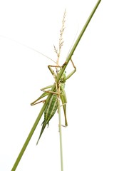 Grünes Heupferd / grasshopper