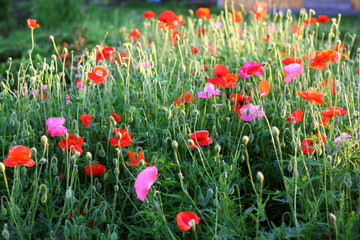 Red and pink poppies