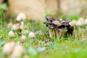 Obraz premium mushrooms in the grass