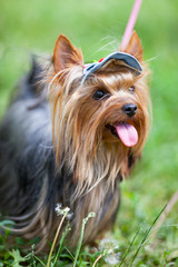 Yorkshire terrier in a cap