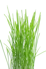 fresh green wheat grass isolated on white background