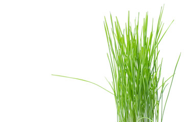 fresh green wheat grass isolated on white background