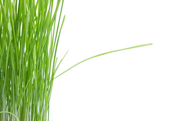 fresh green wheat grass isolated on white background