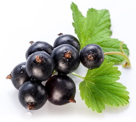 Branch of black currant on a white background.