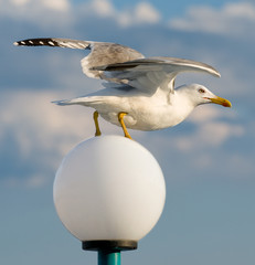 Seagull