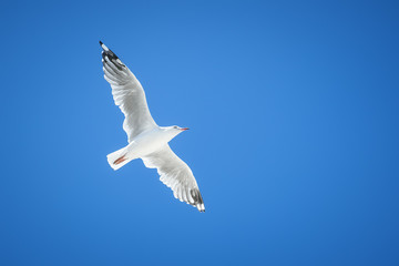 seagull