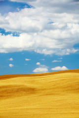 Fototapeta na wymiar Typowy krajobraz Toskania, Włochy