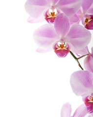 Mooie orchidee op het wit met exemplaarruimte