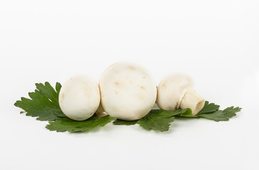 White mushrooms on white background