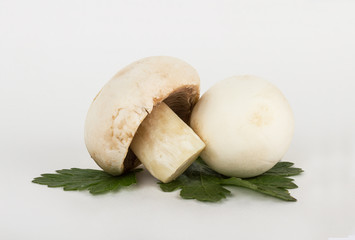White mushrooms on white background