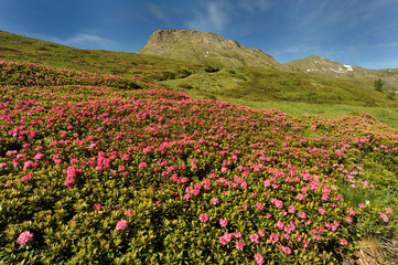 Obraz premium Rhododendron in the mountain