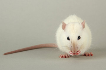funny little rat with food, on grey background