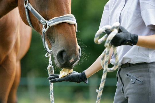 L-Cheval
