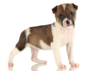 Obraz premium Beautiful little puppy isolated on white