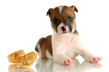 Obraz premium Beautiful little puppy with stone isolated on white