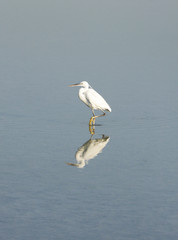 A lone beautiful white heron and reflection on water