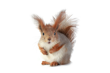European grey  squirrel, on a white background © fotomaster
