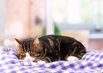 cat on plaid in room