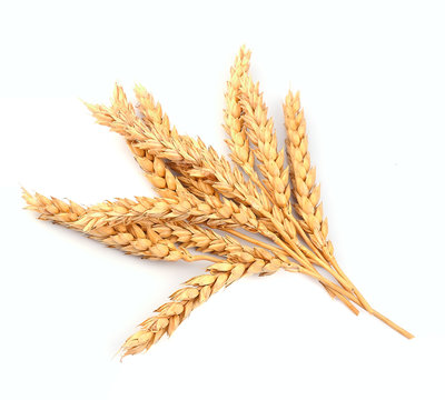 wheat bunch