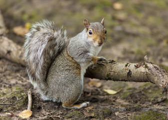 the Grey Squirrel In Autumn