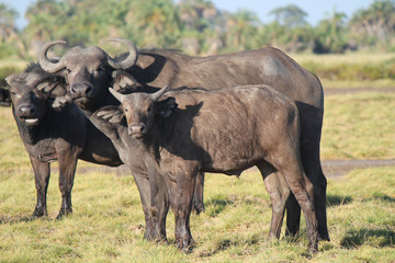 Fototapeta premium bufalo - safari in Kenya