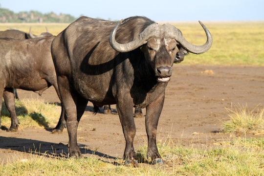 bufalo - safari in Kenya
