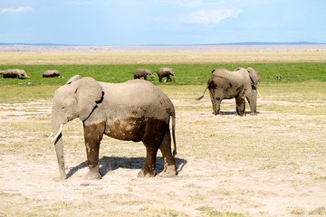 elefanti - safari in Kenya