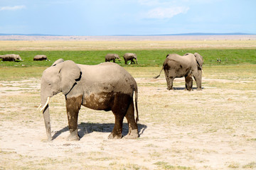 Fototapeta premium elefanti - safari in Kenya