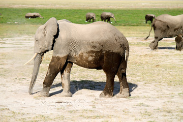elefanti - safari in Kenya