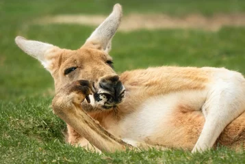 Fotobehang Kangoeroe Kangoeroe in een mensachtige pose