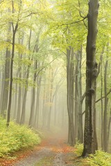 Early autumn beech forest in the mountains