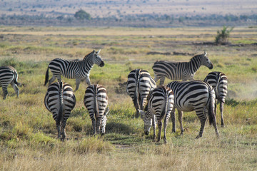 safari in Kenya - zebre