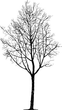 Hand drawn tree
